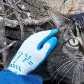 Rescatador de gatos en serie: estadounidense retirado y ahora retira animales de los árboles