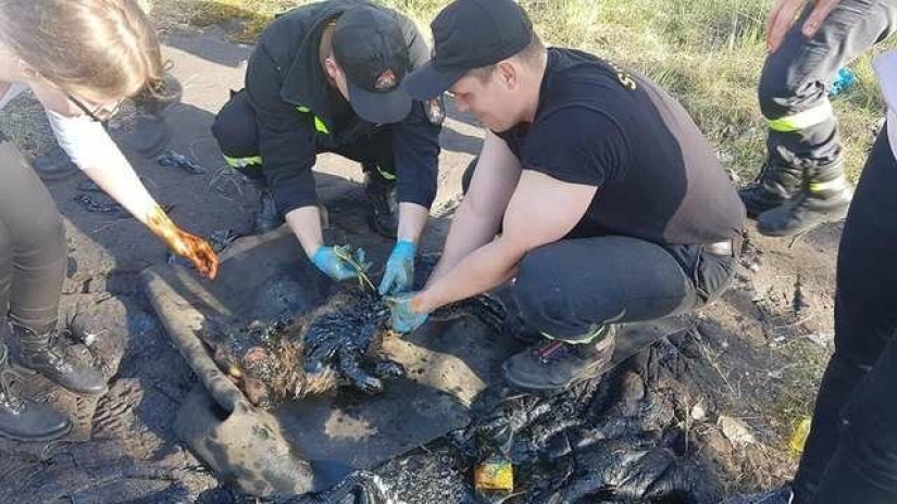 Rescate milagroso de un perro de una trampa de alquitrán