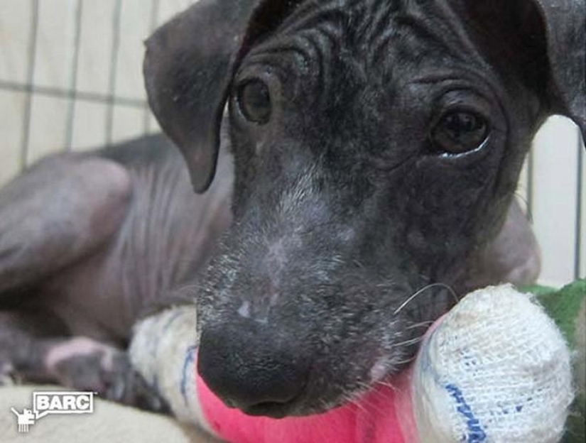 Rescate y transformación increíble de Frankie el perro encontrado en una zanja