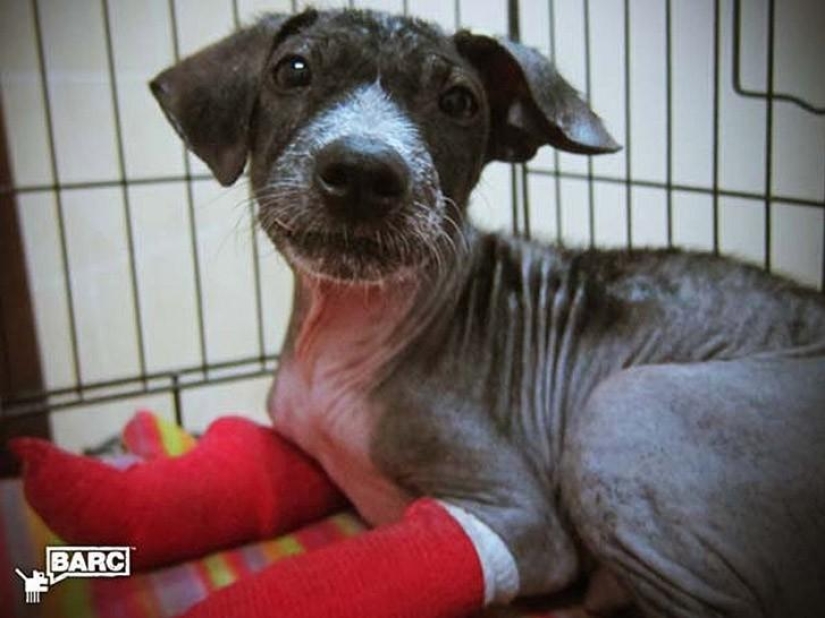Rescue and incredible transformation of Frankie the dog found in a ditch