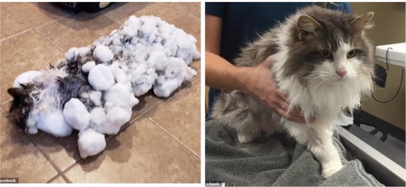 Respiró vida: un gato congelado encontrado en un ventisquero fue resucitado por veterinarios