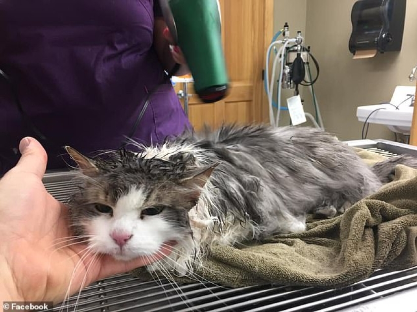 Respiró vida: un gato congelado encontrado en un ventisquero fue resucitado por veterinarios