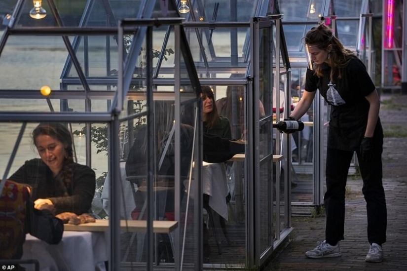 Restaurante holandés plantó visitantes para cenar en invernaderos