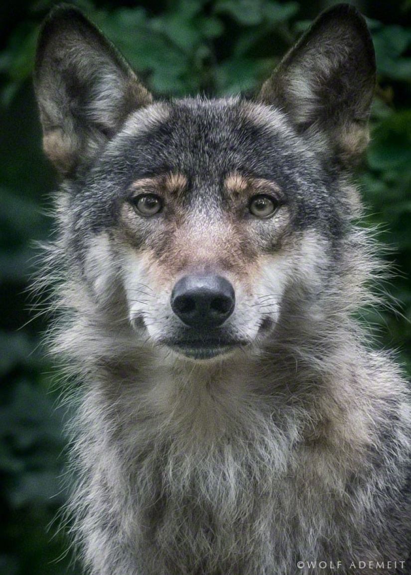 Retratos artísticos de animales por Wolf Ademate