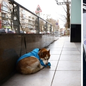 Russian Hachiko: a touching story about a husky in a blue sweater from Kaliningrad