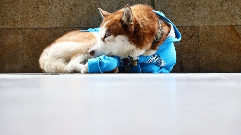 Russian Hachiko: a touching story about a husky in a blue sweater from Kaliningrad