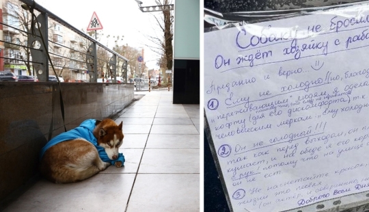 Russian Hachiko: a touching story about a husky in a blue sweater from Kaliningrad