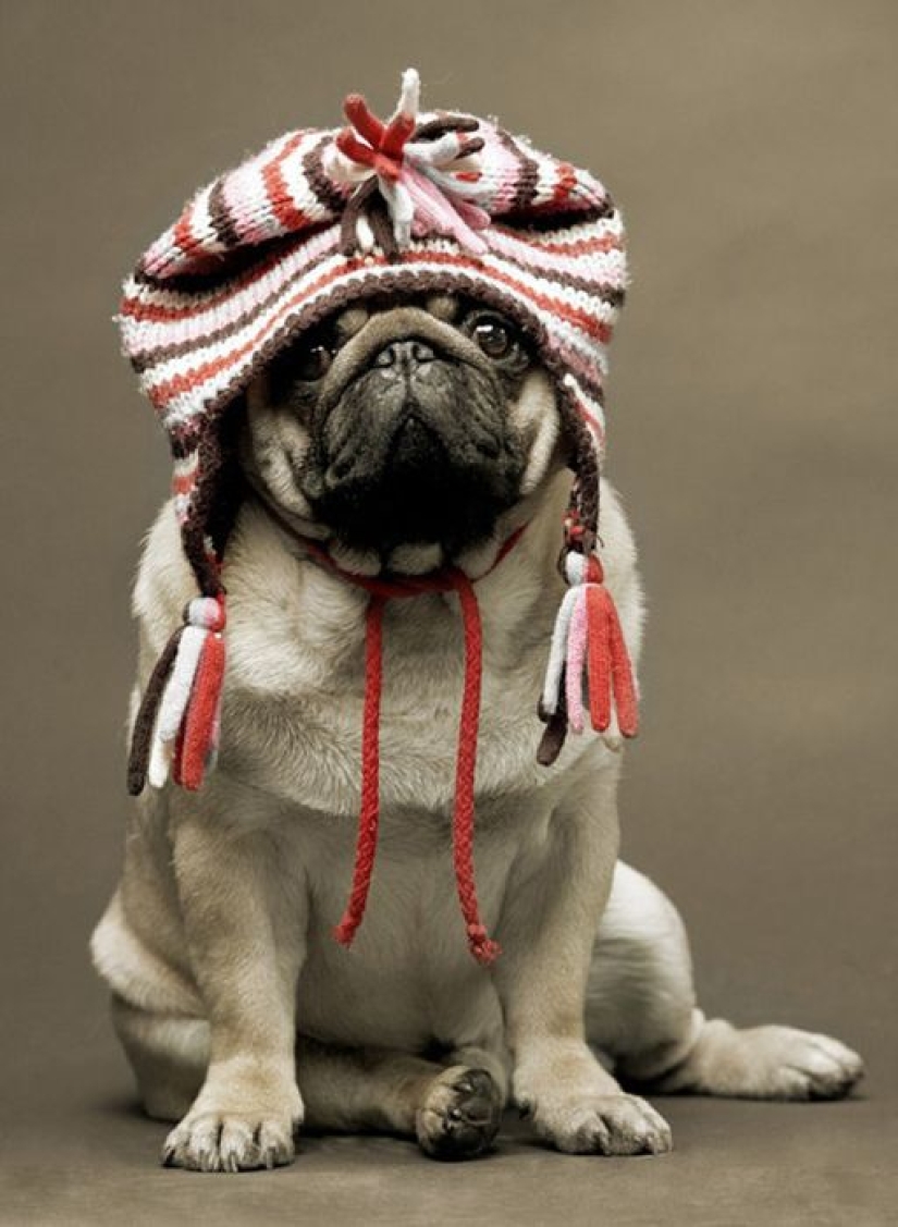 Sadness, longing, overalls: most heartwarming photos of Pets in costumes