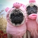 Sadness, longing, overalls: most heartwarming photos of Pets in costumes