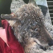 Salió un error: los estonios rescataron a un perro de un río helado y resultó ser un lobo