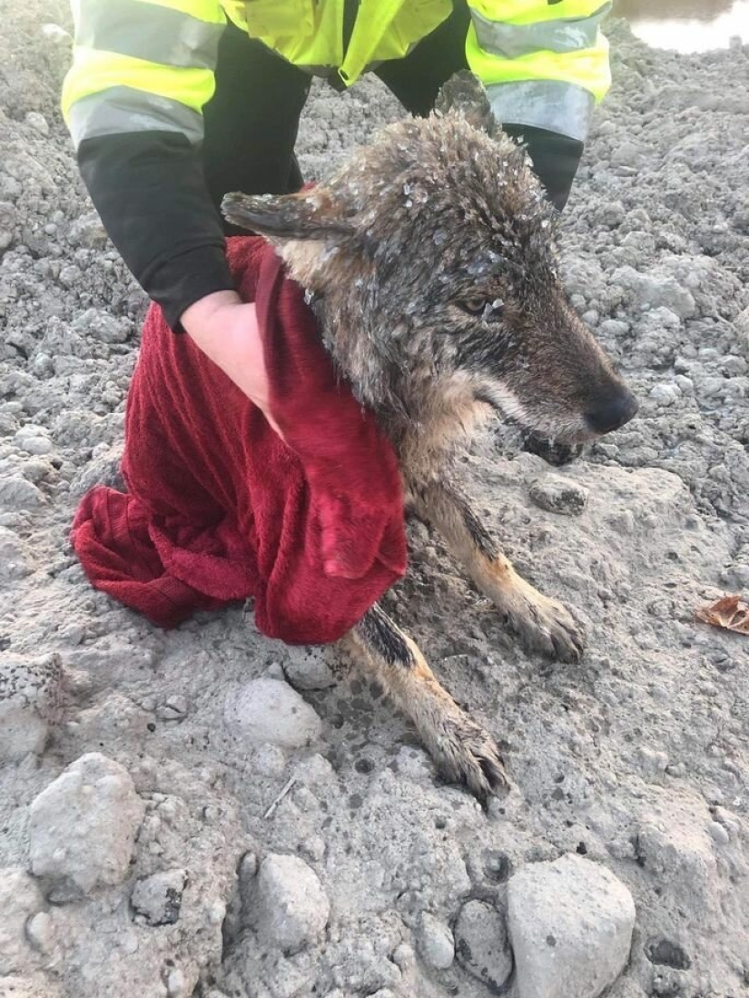 Salió un error: los estonios rescataron a un perro de un río helado y resultó ser un lobo