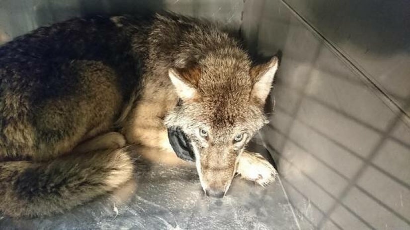 Salió un error: los estonios rescataron a un perro de un río helado y resultó ser un lobo