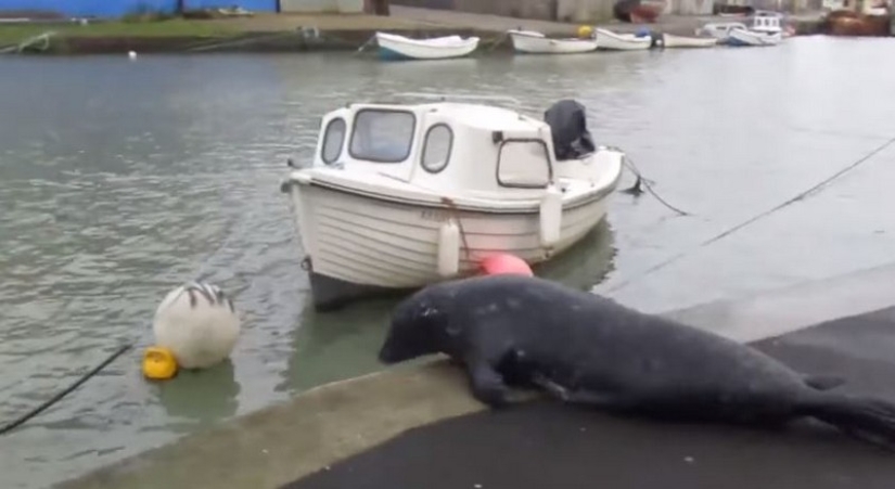 Sammy, la foca, adquirió el hábito de ir a un restaurante de pescado