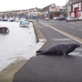 Sammy the seal got into the habit of going to a fish restaurant
