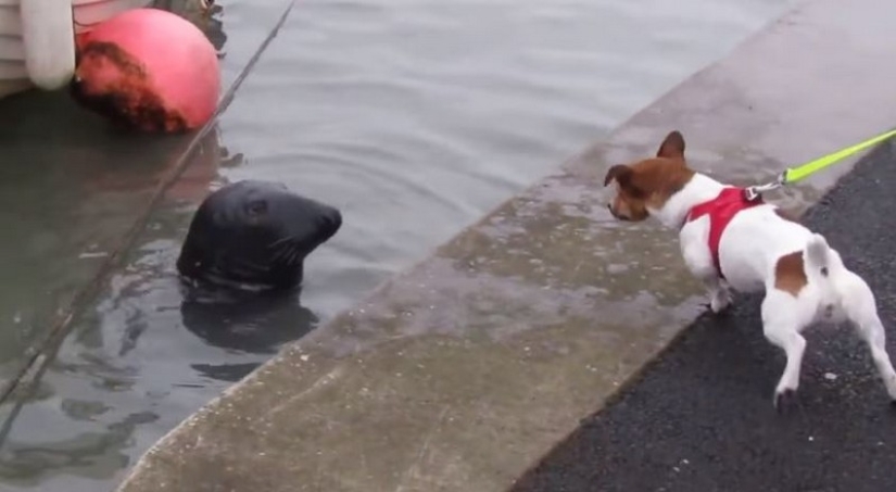 Sammy the seal got into the habit of going to a fish restaurant