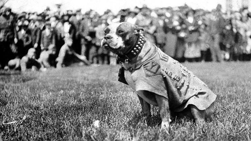 Sargento Stubby-perro heroico de la Primera Guerra Mundial