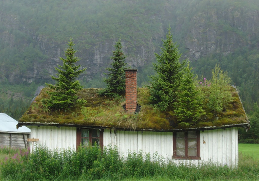 Scandinavian houses with green roofs that look like from a fairy tale