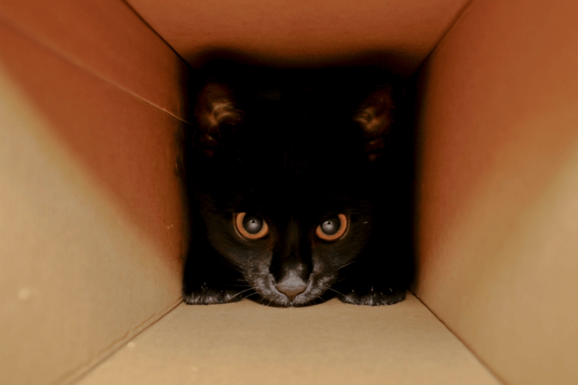 Scientists explain why cats like to sit in boxes and bags