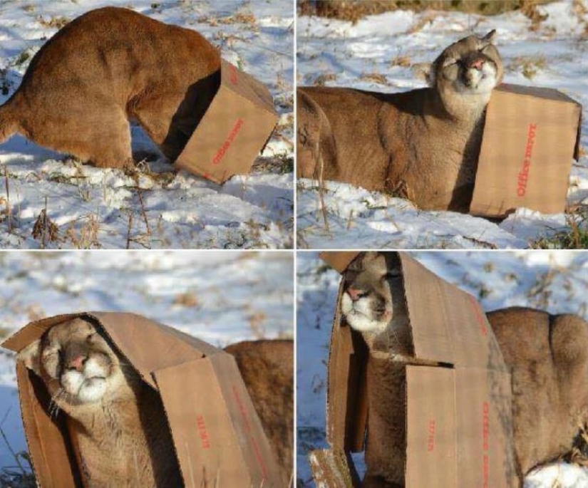 Scientists explain why cats like to sit in boxes and bags