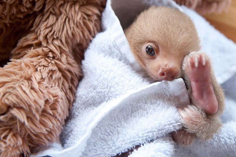 Scientists from Costa Rica take care of little sloths, replacing their own mothers