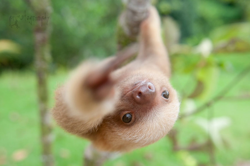 Scientists from Costa Rica take care of little sloths, replacing their own mothers