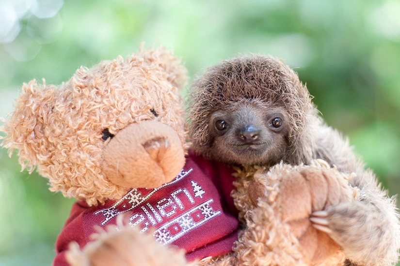 Scientists from Costa Rica take care of little sloths, replacing their own mothers
