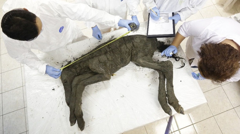 Scientists from Russia and Korea plan to clone a prehistoric horse