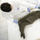 Scientists from Russia and Korea plan to clone a prehistoric horse