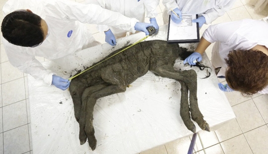Scientists from Russia and Korea plan to clone a prehistoric horse