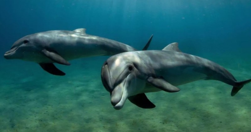 Scientists have determined that dolphins can recognize each other by taste