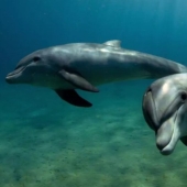 Scientists have determined that dolphins can recognize each other by taste
