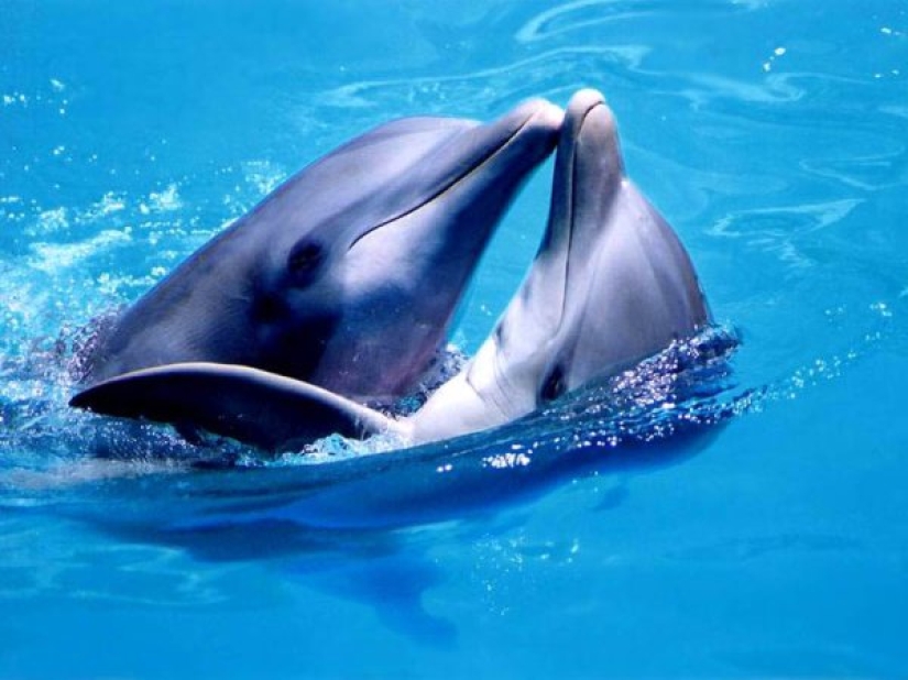 Scientists have found a female dolphin's clitoris. It is located better than that of women
