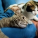 Scientists have learned that cats remember each other's nicknames, but are indifferent to their owners
