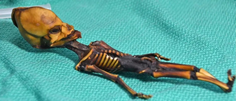 Scientists have revealed the secret of the origin of the 15-centimeter skeleton of the "alien"