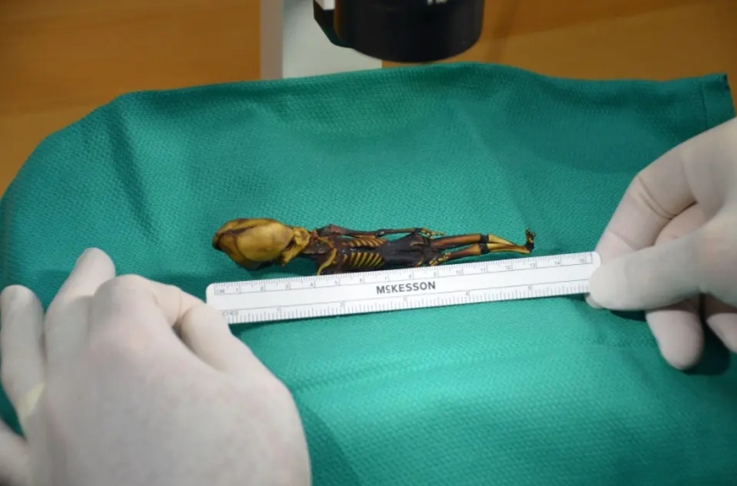 Scientists have revealed the secret of the origin of the 15-centimeter skeleton of the "alien"