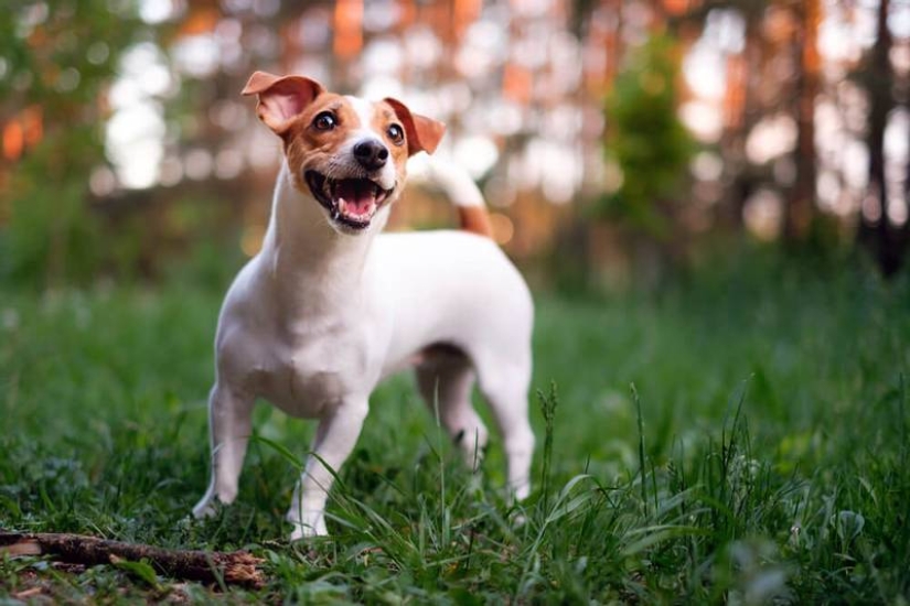 Scientists told which dog breeds live longer