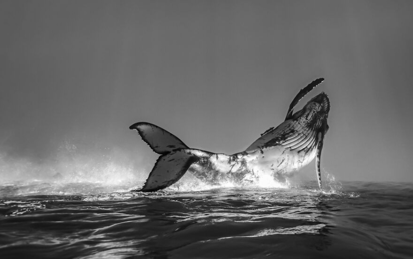Se acaban de anunciar los finalistas de los Ocean Photography Awards