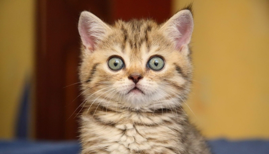 Sellos por encima de todo: una mujer rusa fue encarcelada durante 9 años por el asesinato de un amigo que se negó a alimentar a un gatito Sellos por encima de todo: una mujer rusa fue encarcelada durante 9 años por el asesinato de un amigo que se negó a alimentar a un gatito