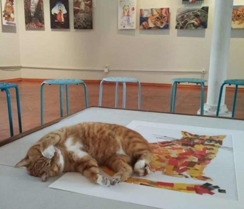 Senior meow employee of Vyborg Castle: the cat received a work record