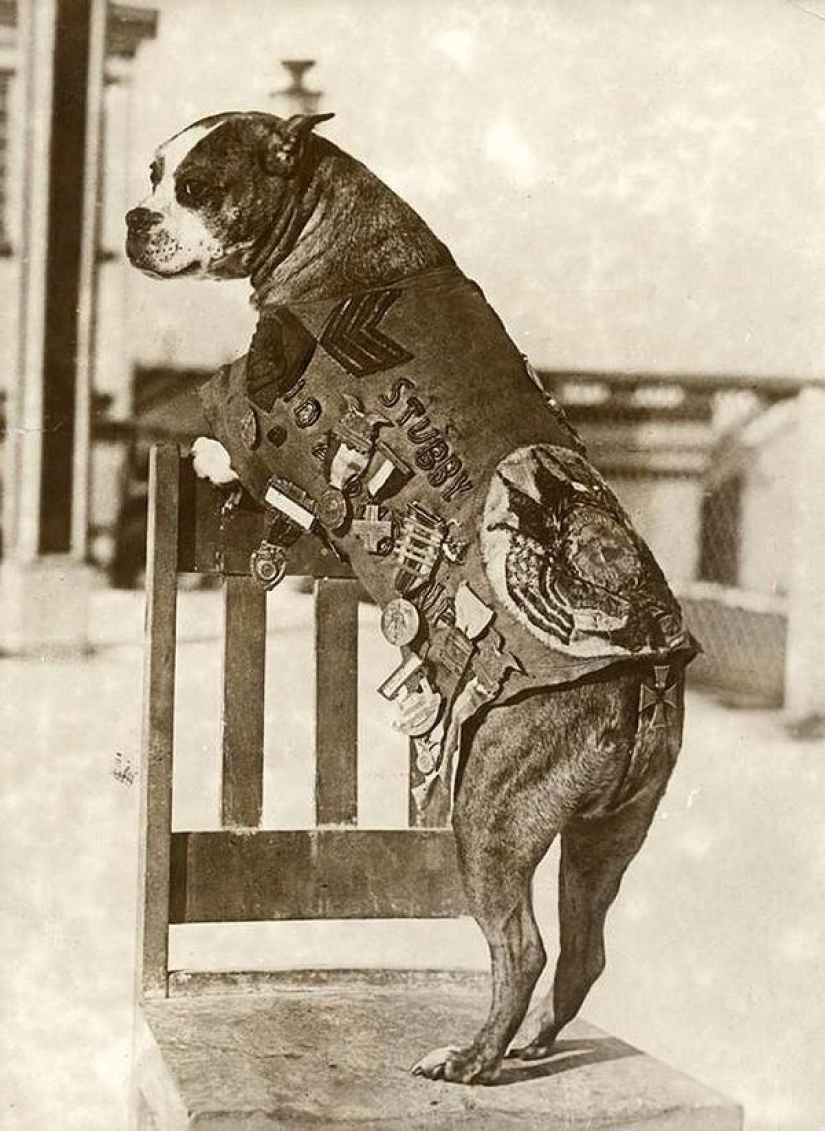 Sergeant Stubby — heroic dog of the First World War