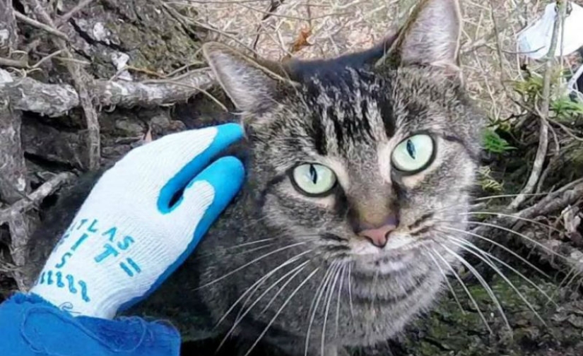 Serial cat rescuer: American retired and now removes animals from trees