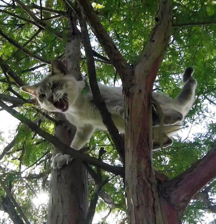 Serial cat rescuer: American retired and now removes animals from trees