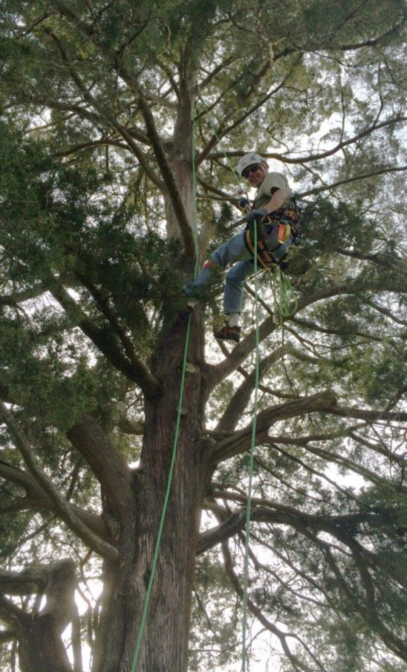 Serial cat rescuer: American retired and now removes animals from trees