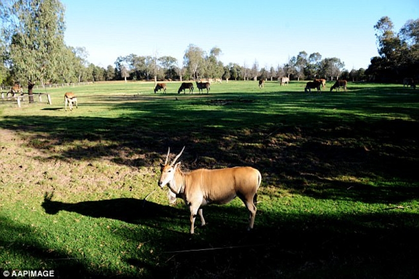 Serial killer from Australia lived secretly in a zoo for 7 years, stealing fruit from animals