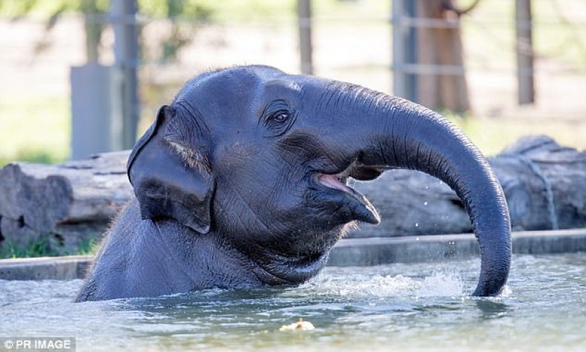 Serial killer from Australia lived secretly in a zoo for 7 years, stealing fruit from animals