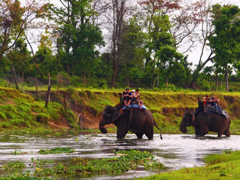 Seven Star Safari Experience