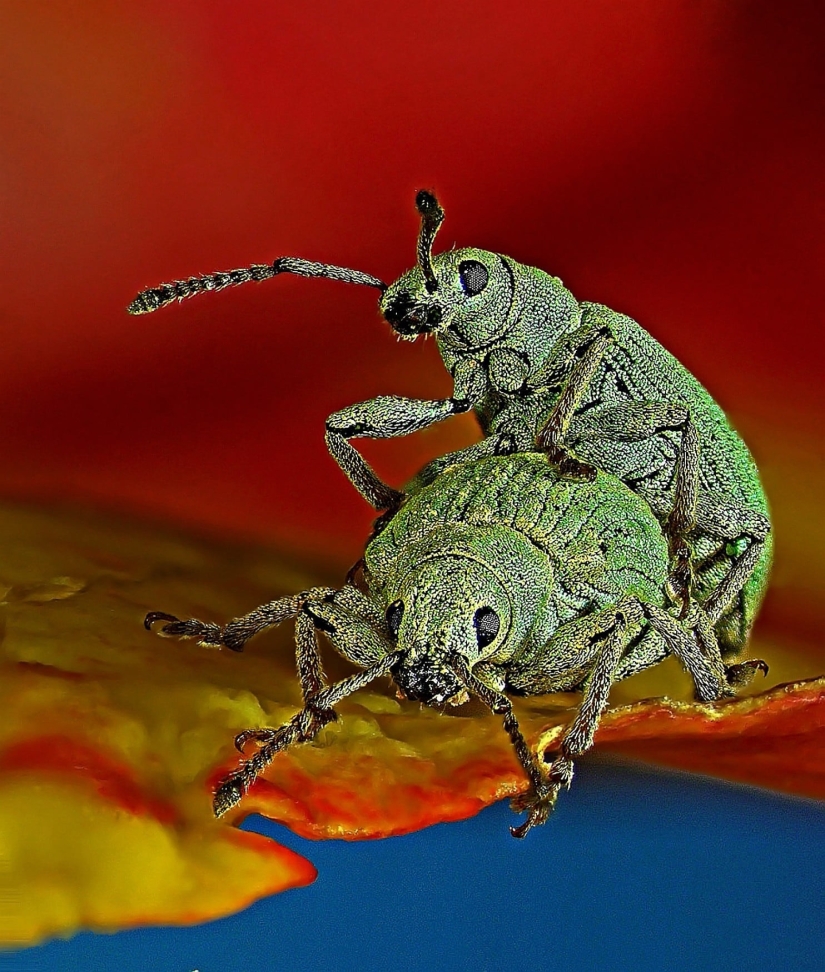 Sex of weevils, the head of a worm, the beauty of mold: Nikon Small World photo contest announced the winners