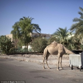 Sharm el-Sheikh: un pueblo fantasma?