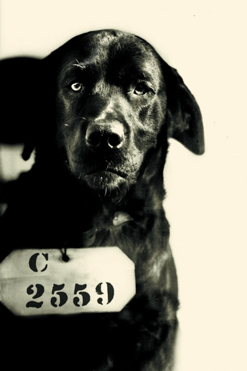 Sit down! The story of the dog Pep, who received a life sentence because of a fake accusation