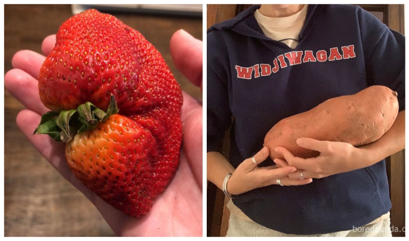 Size matters! 30+ examples, when couriers brought the giant fruits and vegetables